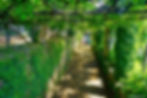 Hortensia Avenue in Villa Cimbrone. Ravello Italy one day itinerary on the Amalfi Coast, Italy.