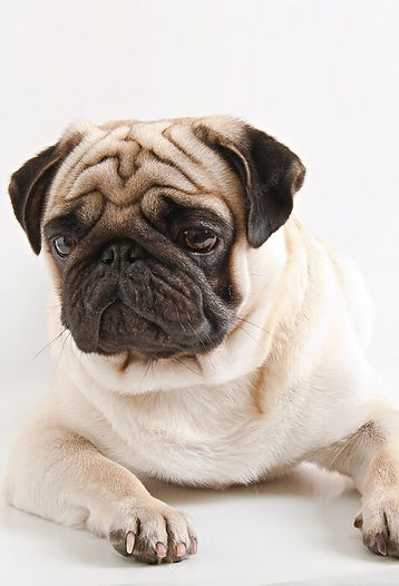 pug-dog-isolated-white-background_2829-11505.jpg