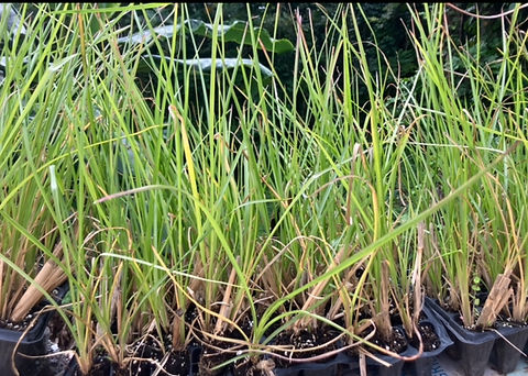 Vetiver Grass Plant Slips (100 minimum) | Caminos Verdes LLC