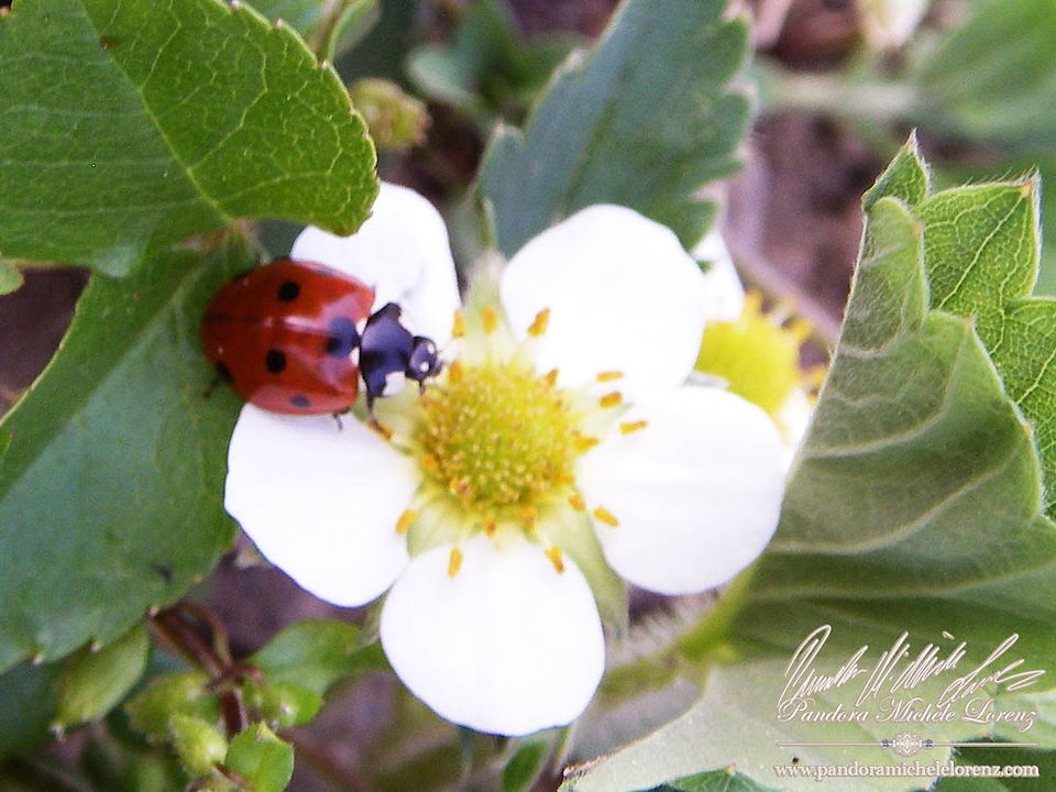 marienkaefer_liebesglueck_ladybird_ladybug_gluecksbringer_gegen_blattlaus_blattlaeuse_02