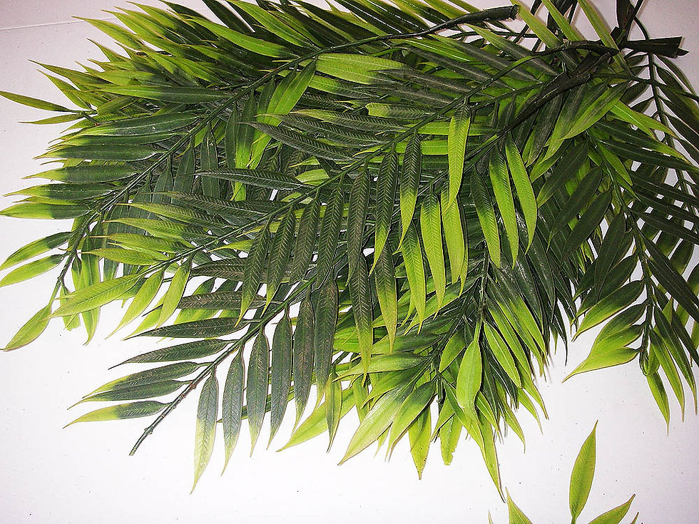 Miniaturbild: Palmwedel