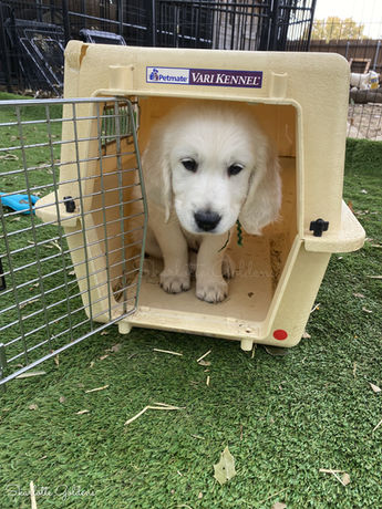 Lemmon Aisla's puppies, Skarlotte Goldens