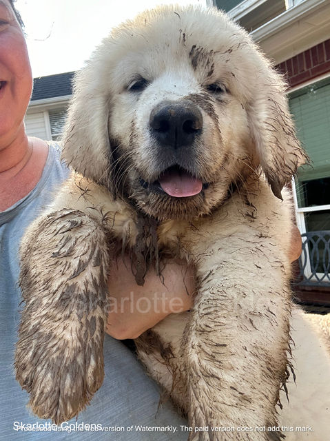 english cream golden retriever puppy playing in the mud