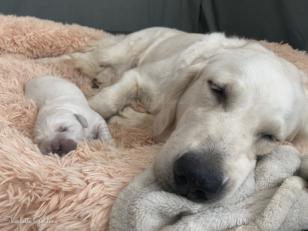 Hannah Salette with her Puppies, Skarlotte Goldens