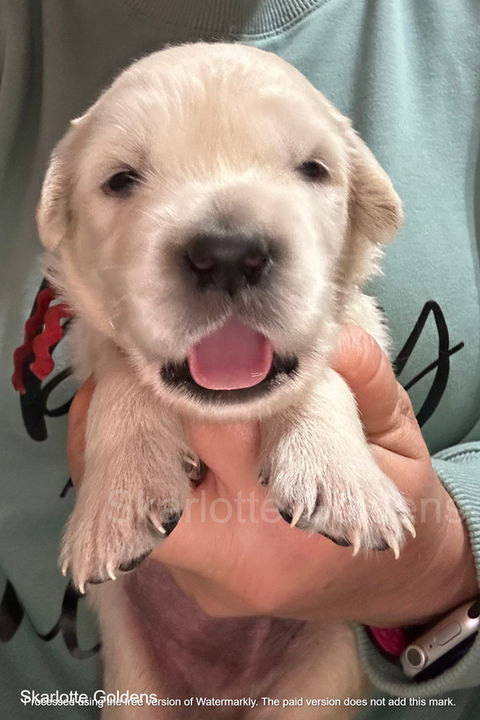 young golden retriever puppy