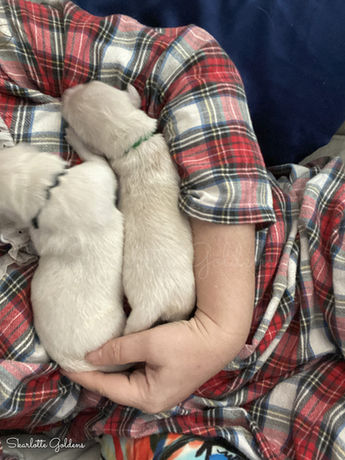 SKG founder, Kathryn, with newborn Golden Retriever puppies