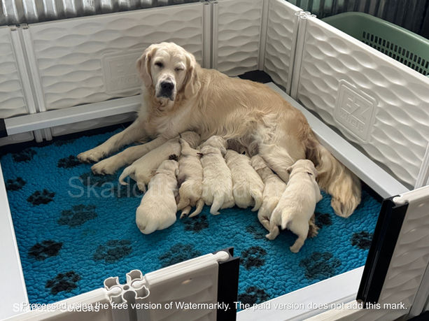 Dorris nursing her newborn puppies