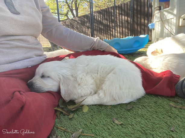Lemmon Aisla's puppies, Skarlotte Goldens