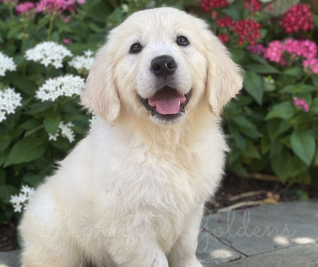 English Cream Golden Retriever Puppy sitting in front of flowers