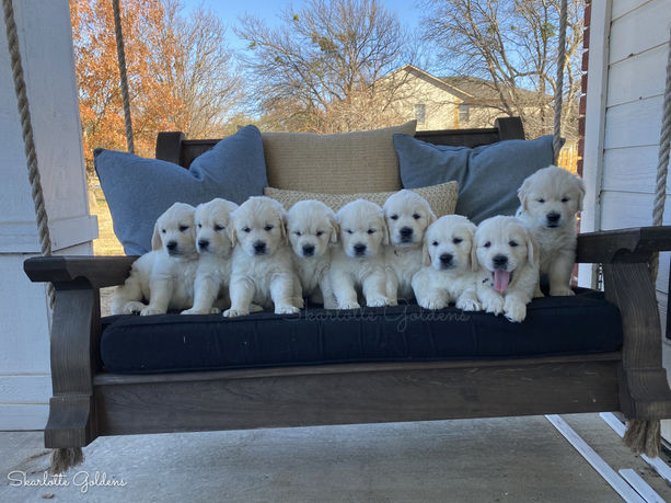 Young english cream golden retriever puppies