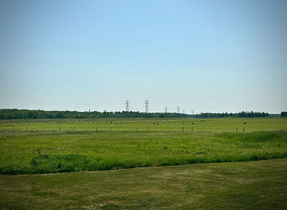 Green Pasture showing animals grazing 