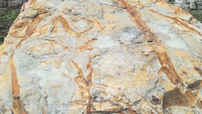 PICCOLI ESPLORATORI, 23: I FOSSILI