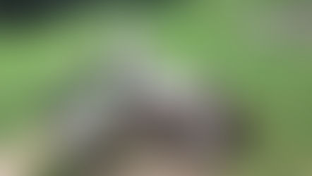 MASO REINGUTHOF: LA SUPER FATTORIA CON GLI ANIMALI!