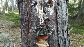 IM WALD SPIELEN FÖRDERT DIE KOGNITIVE ENTWICKLUNG!