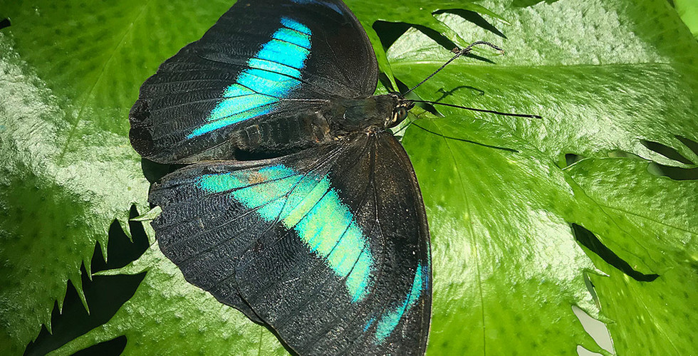 Le splendide farfalle nella serra tropicale