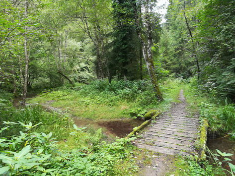 PICCOLI ESPLORATORI, 22: GLI ALBERI DEL BOSCO