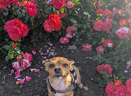 1d4266e4-56dd-48cf-96ae-e3d0b23574b9_edi