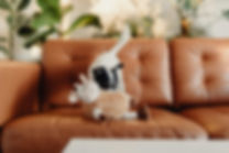 Dog.jpg