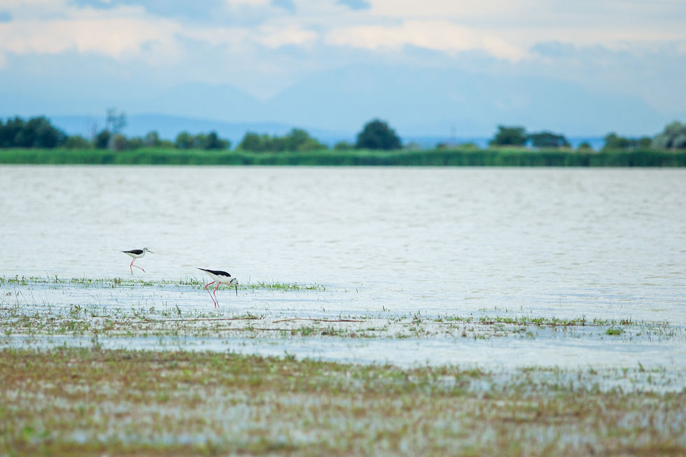 Lange Lacke, Neusiedler See, Neusiedlersee, Burgenland, Urlaub, Kurzurlaub, Radfahren, Radtour, Radrunde, Radurlaub, Vogelbeobachtung