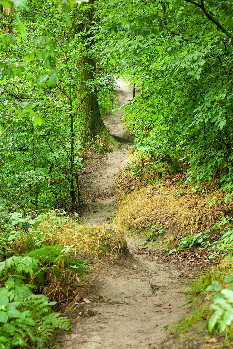 Bärenstein, kleiner Bärenstein, großer Bärenstein, Elbsandsteingebirge, Sächsische Schweiz, Sachsen, Deutschland, wandern, Wanderung, Wanderreise, Wanderurlaub, Kurzurlaub, Rundwanderung
