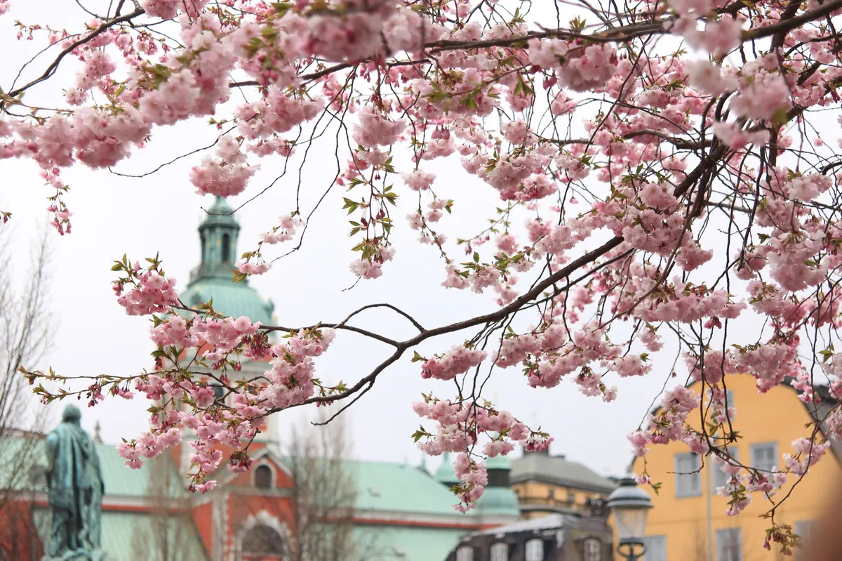 stockholm__sakura.klccongjofco.webp