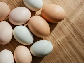 Close up shot of chickens eggs