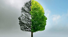 Tree-Banner-768x428.jpg