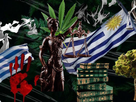 Cannabis: Experiências Internacionais - Uruguai