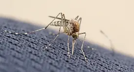 Aedes Camptorhynchus.webp