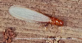 Termite Pest Control.webp