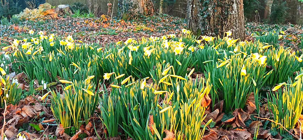 Jonquilles