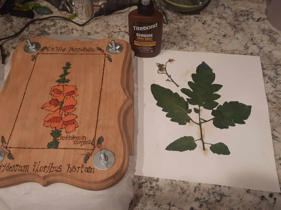 tomatoherbarium