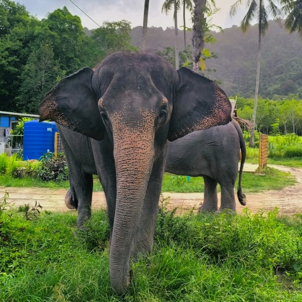 Portrait of Mary the elephant.