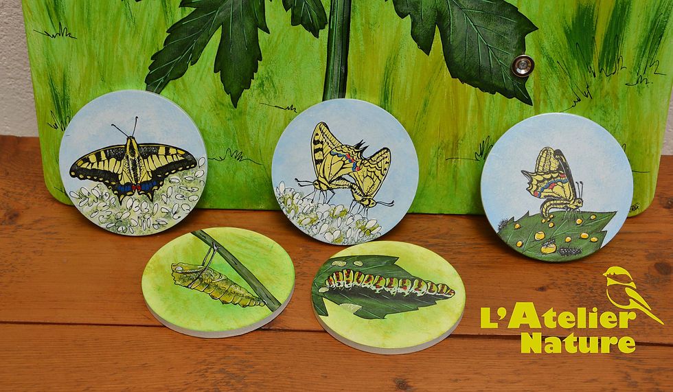 Cycle de vie MACHAON-L'Atelier Nature