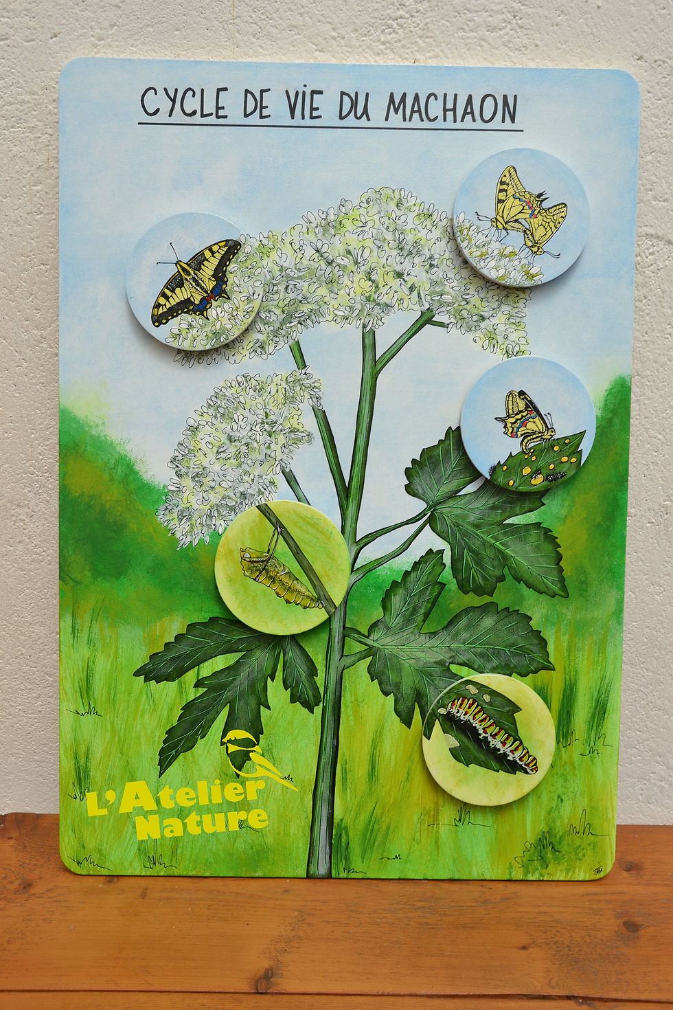 Cycle de vie MACHAON-L'Atelier Nature