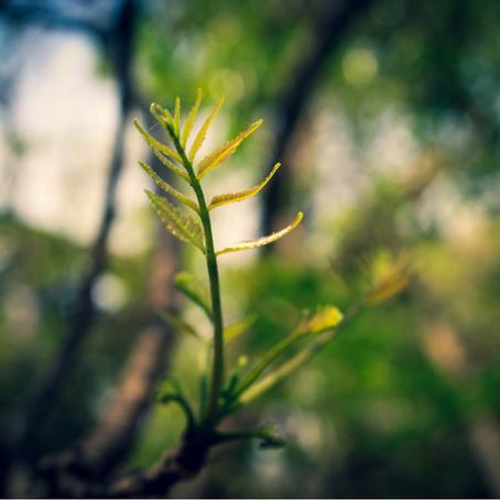 Planta INCT-Nature ODS