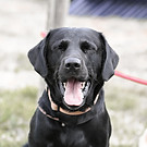 In the image is Eddie. A Black labrador. Eddie is "smiling" he has his mouth open and eyes close resembiling a very happy face.