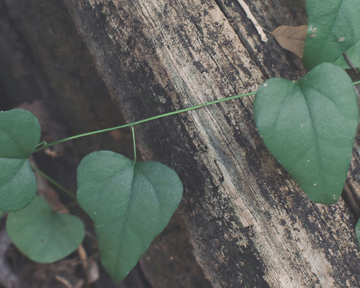 Green vines wrapped around wood_edited.jpg