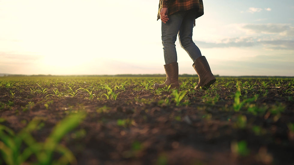 Farmer walking corn sprouts in field agriculture a business concept The farmers feet touch