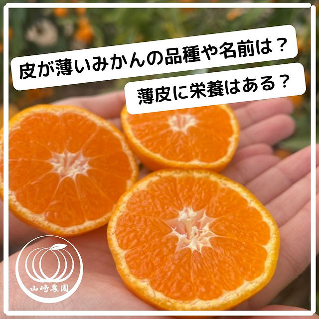 山崎農園｜ブログ｜有田みかん