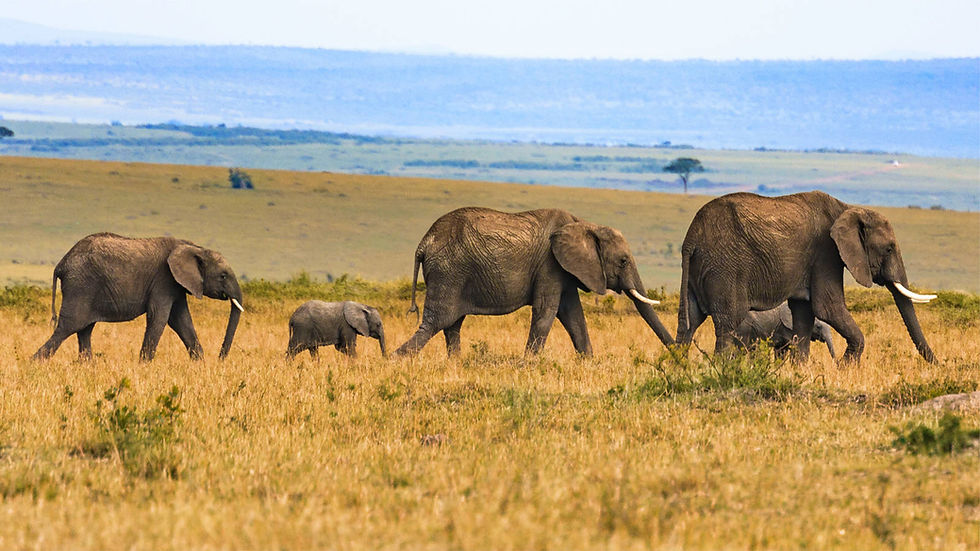 safaris.jpg