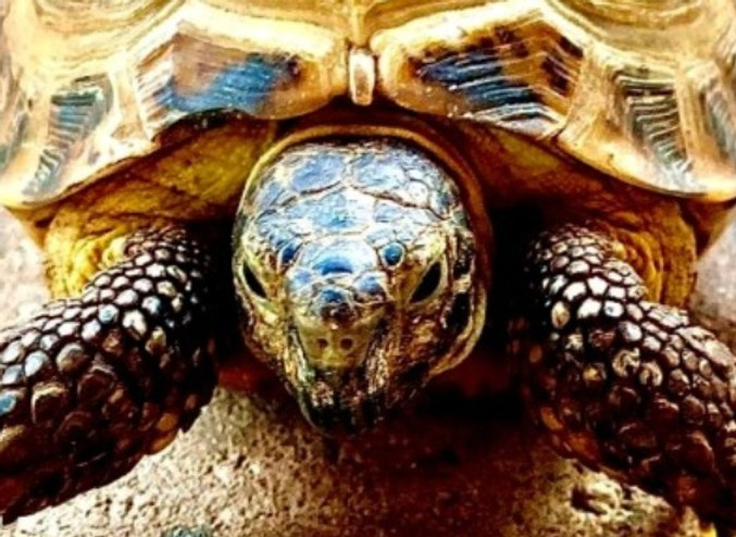 TortLife cover_edited_edited_edited_edit