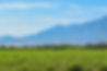Campo.jpg