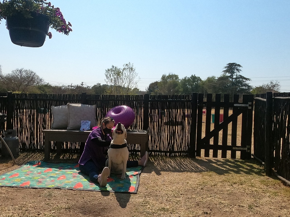 Shaggy Chic ; Courteney Meyer ; Dog Park ; Kennel ; Boarding ; Day Care ; Veterinary Physiotherapist ; Dog Walk ; Canine Massage