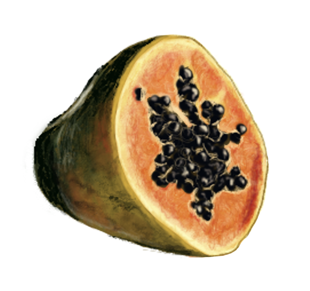 summer_fruit.png