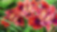 PCI Seedling Jan Sparks