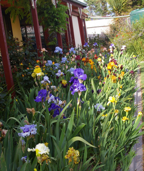 Private garden, South Australia October 2020.