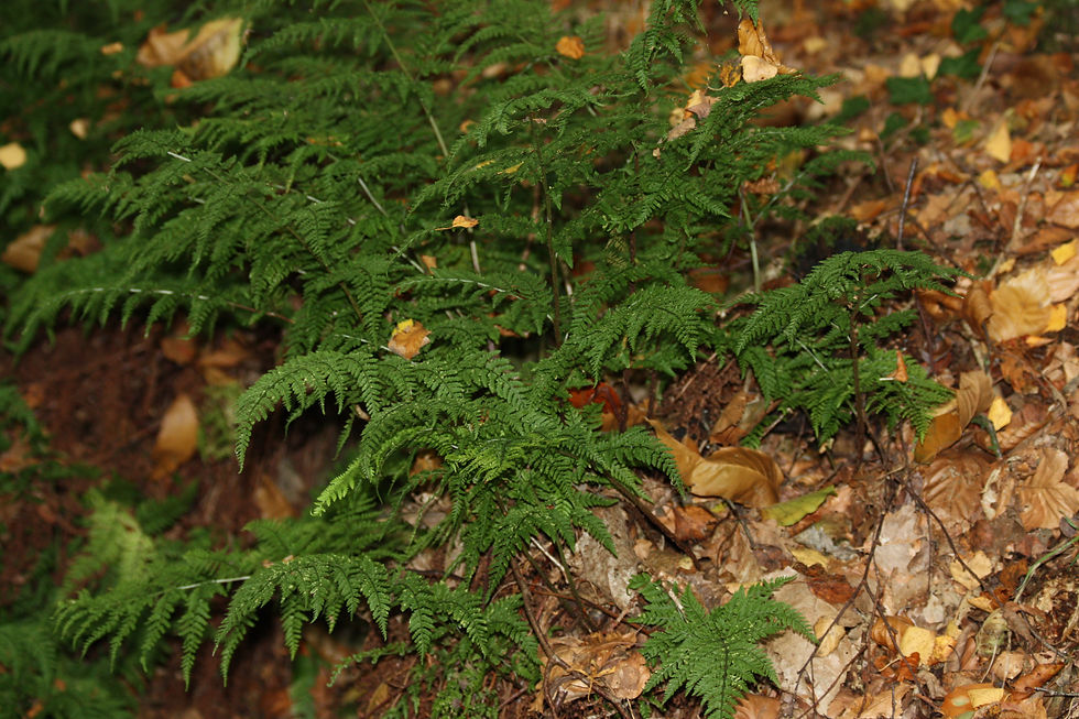 Le beau vert de la fougère rare et protégée Dryopteris atlantique