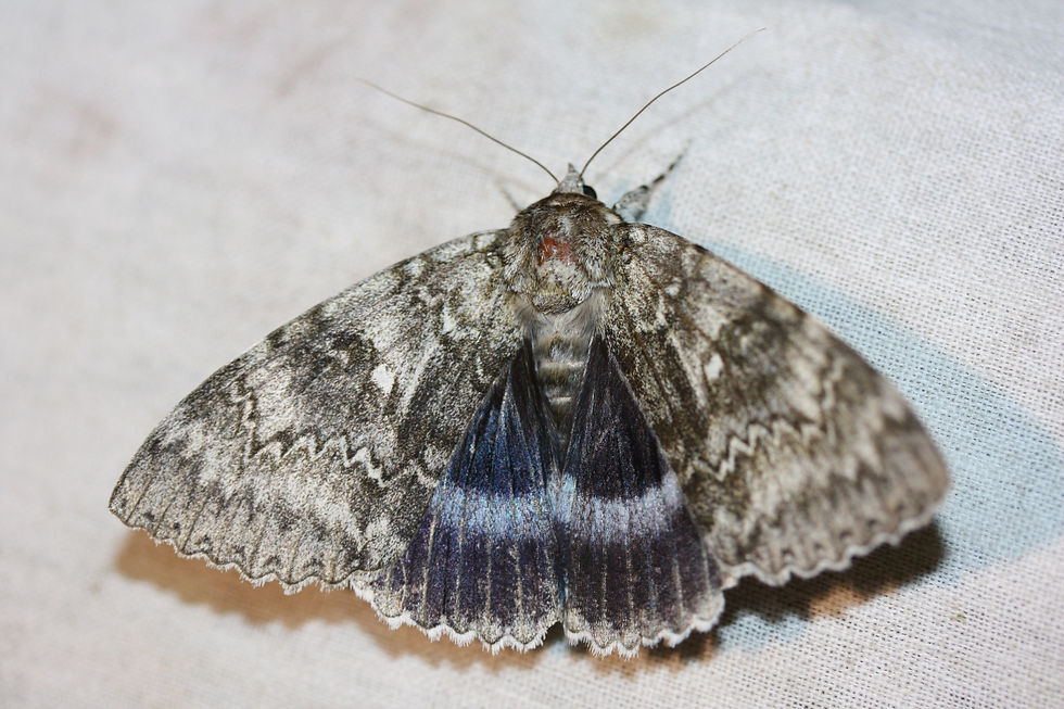 Catocala fraxini ou la Lichénée bleue