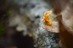 Le MIL Imagerie Naturaliste: c'est reparti!